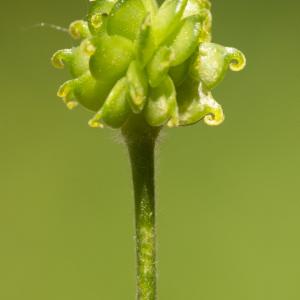Photographie n°1023864 du taxon Ranunculus lanuginosus L.