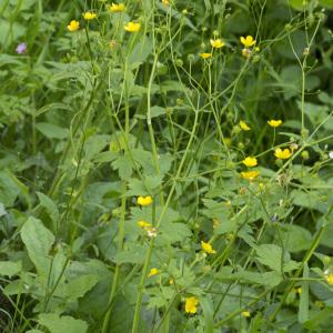 Photographie n°1023869 du taxon Ranunculus lanuginosus L.