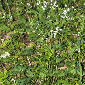 Photographie n°1023879 du taxon Sanicula europaea L.