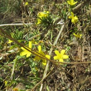 Photographie n°1023947 du taxon Lactuca viminea (L.) J.Presl & C.Presl [1819]