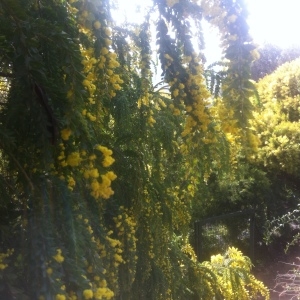 Photographie n°1024146 du taxon Acacia longifolia (Andrews) Willd. [1806]