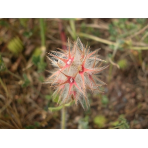 trifolium stellatum.jpg