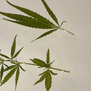 Photographie n°1024521 du taxon Cannabis sativa L. [1753]