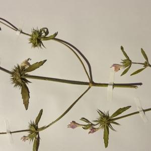 Photographie n°1024538 du taxon Galeopsis angustifolia Ehrh. ex Hoffm. [1804]