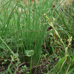 Photographie n°1024706 du taxon Allium schoenoprasum L. [1753]