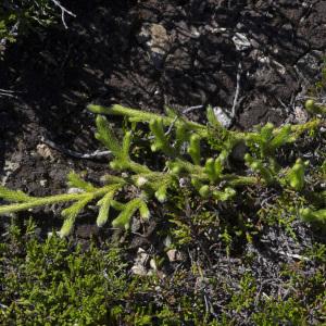 Photographie n°1024958 du taxon Lycopodium clavatum L.