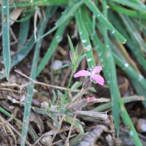 Photographie n°1025290 du taxon Dianthus L. [1753]