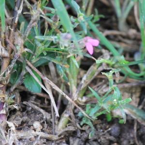 Photographie n°1025293 du taxon Dianthus L. [1753]