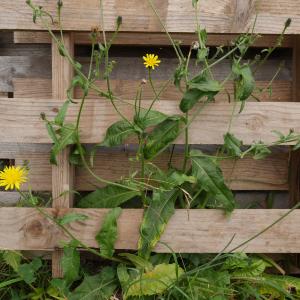 Photographie n°1025385 du taxon Picris hieracioides L. [1753]