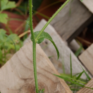 Photographie n°1025387 du taxon Picris hieracioides L. [1753]