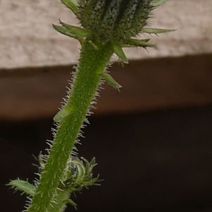 Photographie n°1025394 du taxon Picris hieracioides L. [1753]