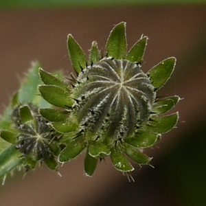 Photographie n°1025395 du taxon Picris hieracioides L. [1753]