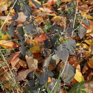 Photographie n°1025406 du taxon Solanum nigrum L. [1753]