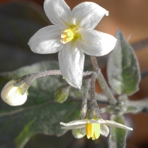 Photographie n°1025410 du taxon Solanum nigrum L. [1753]