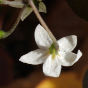 Photographie n°1025411 du taxon Solanum nigrum L. [1753]
