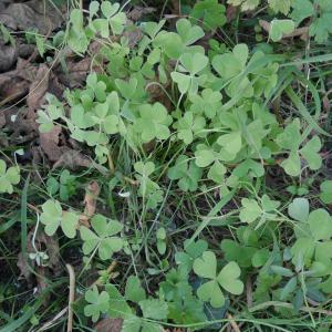 Photographie n°1025520 du taxon Oxalis articulata Savigny [1798]