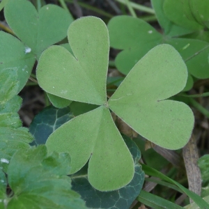 Photographie n°1025521 du taxon Oxalis articulata Savigny [1798]