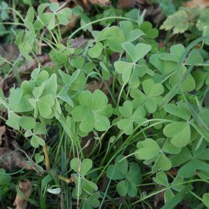 Photographie n°1025523 du taxon Oxalis articulata Savigny [1798]