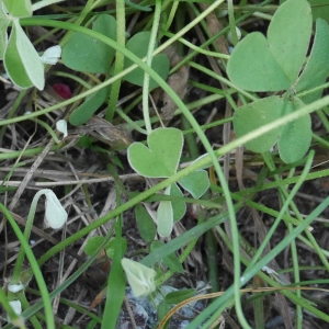 Photographie n°1025524 du taxon Oxalis articulata Savigny [1798]