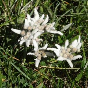 Photographie n°1026267 du taxon Leontopodium alpinum Cass. [1822]