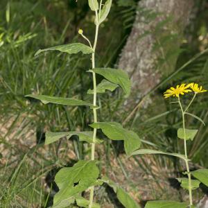 Photographie n°1026275 du taxon Doronicum austriacum Jacq.