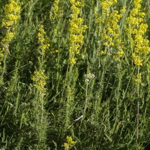 Photographie n°1026289 du taxon Galium verum L. [1753]