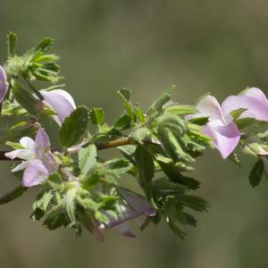 Photographie n°1026295 du taxon Ononis spinosa L. [1753]