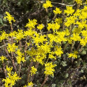 Photographie n°1026352 du taxon Sedum forsterianum Sm. [1808]