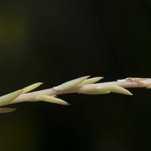 Photographie n°1026356 du taxon Sedum forsterianum Sm. [1808]