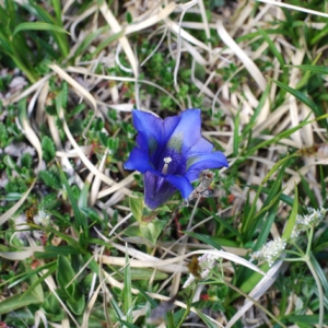 Photographie n°1027287 du taxon Gentiana clusii E.P.Perrier & Songeon [1855]