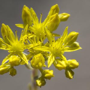 Photographie n°1027417 du taxon Sedum forsterianum Sm. [1808]