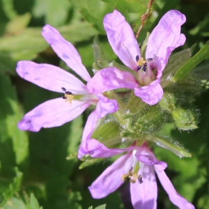 Photographie n°1028912 du taxon Erodium moschatum (L.) L'Hér. [1789]