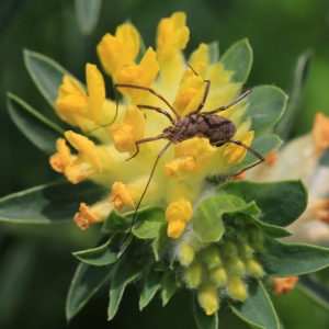 Photographie n°1028954 du taxon Anthyllis vulneraria L. [1753]