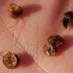 Photographie n°1029740 du taxon Medicago lupulina L.