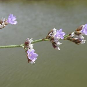 Photographie n°1030519 du taxon Limonium auriculiursifolium (Pourr.) Druce [1928]