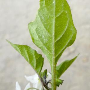 Photographie n°1030991 du taxon Solanum villosum Mill.