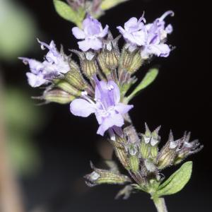 Photographie n°1031009 du taxon Mentha pulegium L. [1753]