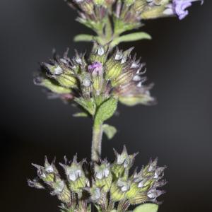 Photographie n°1031012 du taxon Mentha pulegium L. [1753]