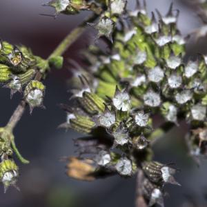 Photographie n°1031020 du taxon Mentha pulegium L. [1753]