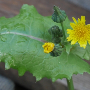 Photographie n°1031629 du taxon Sonchus oleraceus L. [1753]