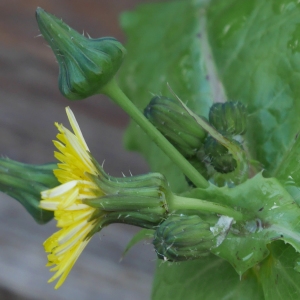 Photographie n°1031630 du taxon Sonchus oleraceus L. [1753]