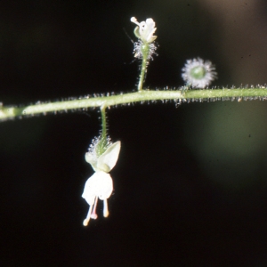 Photographie n°1031644 du taxon Circaea lutetiana L. [1753]