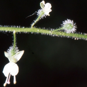 Photographie n°1031648 du taxon Circaea lutetiana L. [1753]