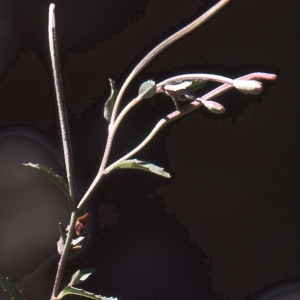 Photographie n°1031656 du taxon Epilobium collinum C.C.Gmel. [1826]