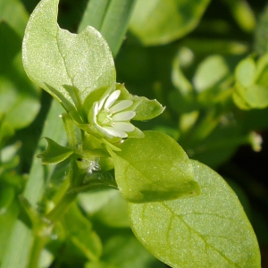 Photographie n°1031950 du taxon Stellaria media (L.) Vill.