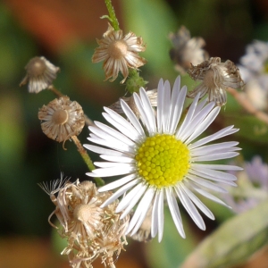 Photographie n°1032052 du taxon Erigeron annuus (L.) Desf. [1804]