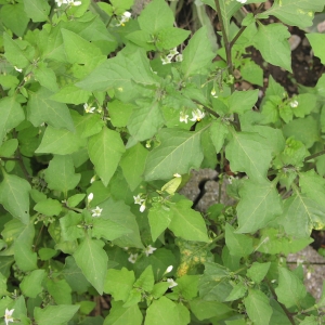 Photographie n°1032094 du taxon Solanum nigrum subsp. nigrum 