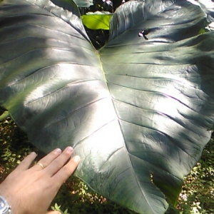 Photographie n°1032104 du taxon Colocasia esculenta (L.) Schott