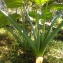  Yves DEMOUY - Colocasia esculenta (L.) Schott