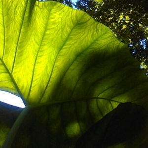 Photographie n°1032106 du taxon Colocasia esculenta (L.) Schott